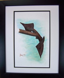 Anchor Tip .  $200. framed 16x20  CA96A606