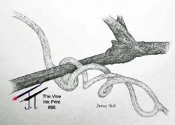 Pen & Ink The Vine $25.00 11x17 98A806