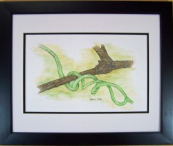 The Vine.  $200. framed 16x20  CA98A806